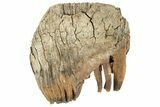 Woolly Mammoth Molar - Nice Roots #232730-2